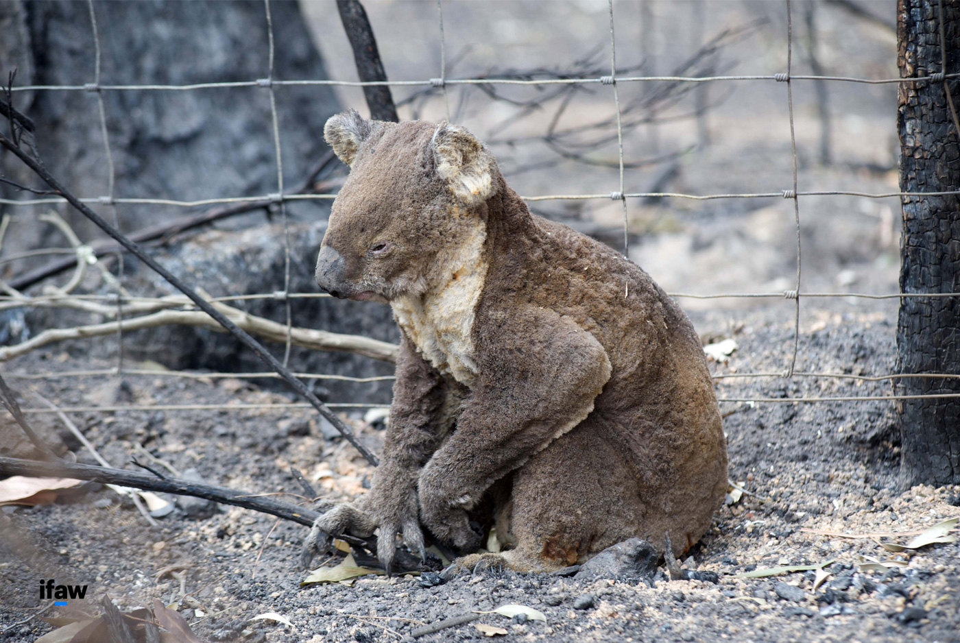 Australia is on fire: its animals are on the brink of your help is | International Fund Animal
