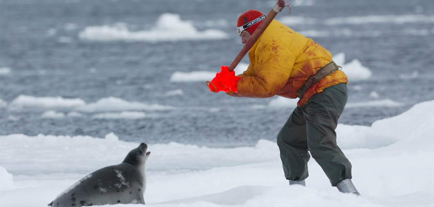 Save a seal from the cruel Canadian seal hunt International Fund for